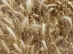 FZ030671 Wheat field.jpg